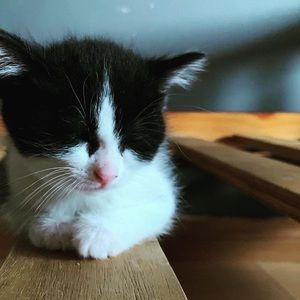 Meet your Posher, Heliz